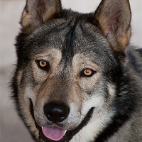 Buy canvas prints of Male malamute by Kerry Murray