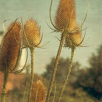 Buy canvas prints of Golden Teasels by Louise Wagstaff