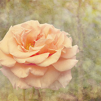 Buy canvas prints of Beauty Of The Rose. by Louise Wagstaff