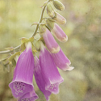 Buy canvas prints of Purple Foxglove by Louise Wagstaff