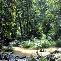 Buy canvas prints of Cairns Rainforest by Cristal Hills