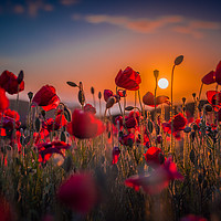Buy canvas prints of Poppy Field At Sunset by Ian Mayou