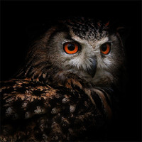Buy canvas prints of Eagle Owl with Glowing Eyes by Ed Pettitt