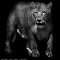 Buy canvas prints of Lioness Emerging by Ed Pettitt