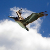 Buy canvas prints of Pelican in Flight by Reg Dobson