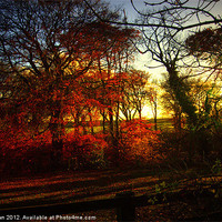 Buy canvas prints of Autumn Colours by Ali Brown