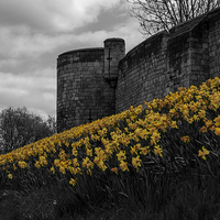 Buy canvas prints of Daffs at the wall by Ali Brown