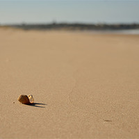 Buy canvas prints of Shell on Beach by Col Sm