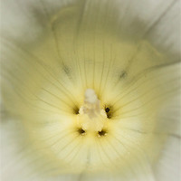 Buy canvas prints of White Bindweed by Jonathan Swetnam