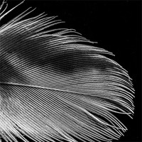 Buy canvas prints of Feather by Jonathan Swetnam