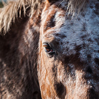 Buy canvas prints of Horse by Jonathan Swetnam