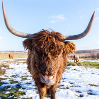 Buy canvas prints of Highland Cow by Jonathan Swetnam