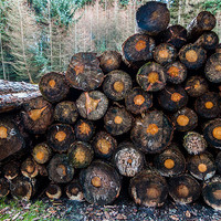 Buy canvas prints of Pile of Logs by Jonathan Swetnam