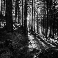 Buy canvas prints of Snake Woodlands Shadows Mono by Jonathan Swetnam