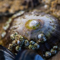 Buy canvas prints of Limpet on the Beach by Jonathan Swetnam