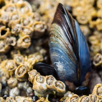 Buy canvas prints of Lone Mussel by Jonathan Swetnam