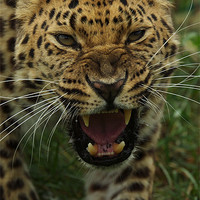 Buy canvas prints of One Angry Leopard by Trevor Stevens