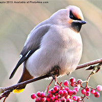 Buy canvas prints of Waxwing by Vanna Taylor