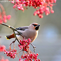 Buy canvas prints of Waxwing by Vanna Taylor
