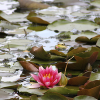 Buy canvas prints of Water Lily by Vanna Taylor