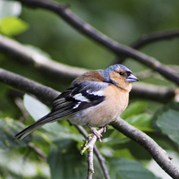 Buy canvas prints of Inquisitive Chaffinch by Vanna Taylor