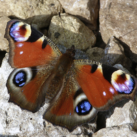 Buy canvas prints of A Peacock Butterfly Enjoying The Sunshine. by Vanna Taylor