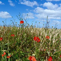 Buy canvas prints of Poppies on The Hill by Vanna Taylor