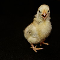 Buy canvas prints of Chick With Attitude by Vanna Taylor