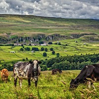 Buy canvas prints of Teesdale Cooos!  by Gary Richardson