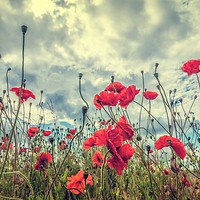 Buy canvas prints of Poppies by Gary Richardson