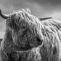Buy canvas prints of Highland Cooo by Gary Richardson