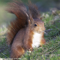 Buy canvas prints of Red squirrel by Roy Evans