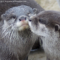 Buy canvas prints of Kissing Otters by Roy Evans