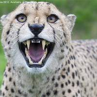 Buy canvas prints of Cheetah snarling pt1 by Roy Evans
