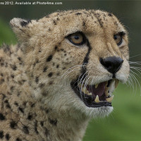 Buy canvas prints of Cheetah snarling pt2 by Roy Evans