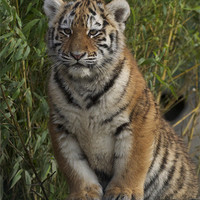 Buy canvas prints of Tiger cub portrait by Roy Evans