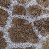 Buy canvas prints of Giraffe Skin by Roy Evans