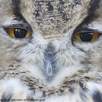 Buy canvas prints of Wise Owl eyes by Roy Evans