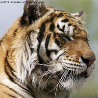 Buy canvas prints of Tiger relaxing by Roy Evans