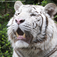 Buy canvas prints of White Tiger by Roy Evans