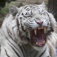 Buy canvas prints of White Tiger Snarl by Roy Evans