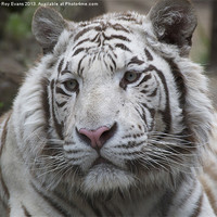 Buy canvas prints of White Tiger Portrait by Roy Evans