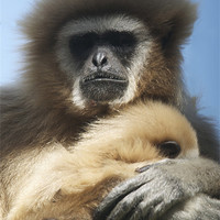 Buy canvas prints of Primate hugs baby by Roy Evans