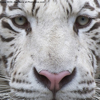 Buy canvas prints of White tiger eyes by Roy Evans