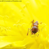 Buy canvas prints of Ant has lunch in dandelion by Roy Evans