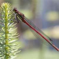Buy canvas prints of Red Dragonfly by Roy Evans