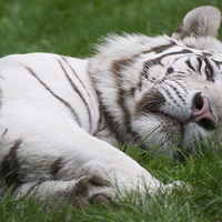 Buy canvas prints of  White Tiger always alert! by Roy Evans