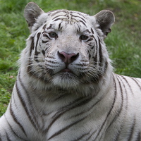 Buy canvas prints of  The White Tiger natural portrait by Roy Evans
