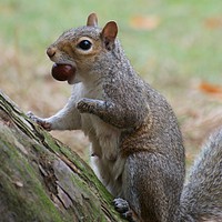 Buy canvas prints of Grey squirrel collecting this nuts by Roy Evans
