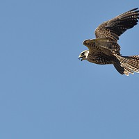 Buy canvas prints of Hawk in flight by Roy Evans